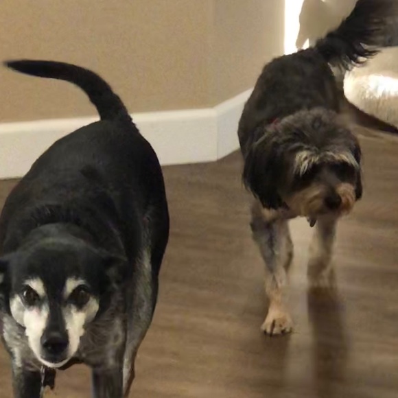 Meet your Posher, Jack - Picture 8 of 9